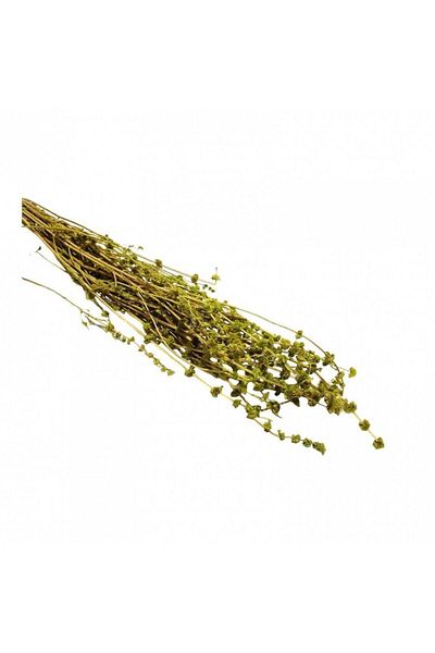 OEM Flori naturale stabilizate, sofran verde, 80 cm