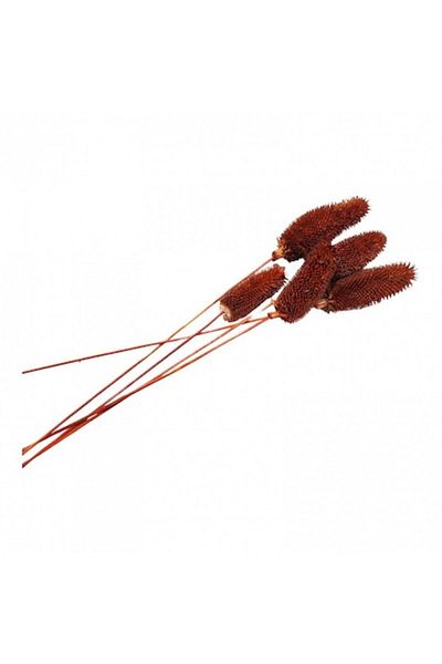 OEM Flori naturale stabilizate, dipsacus scai, 5 fire, 50 cm, bordo