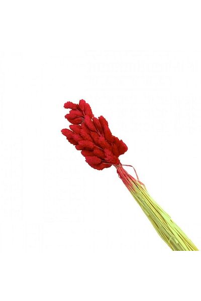 OEM Stabilized Flowers, Bouquet 50 Stalks, Phalaris, 70 cm, Red