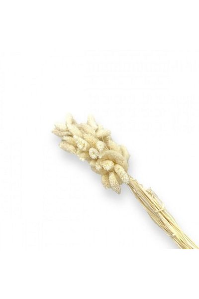 OEM Buchet de flori stabilizate, 50 de tulpini, Phalaris, 70 cm, alb