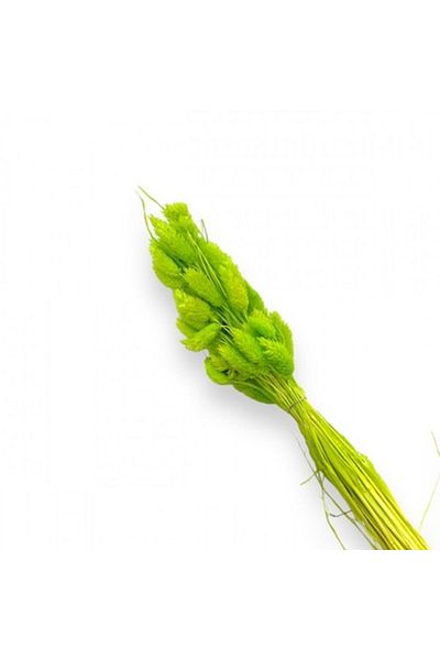 OEM Stabilized Flowers, Bouquet 50 Stems, Phalaris, 70 cm, Green