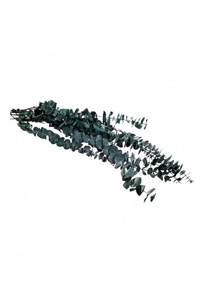 OEM Stabilized Flowers, Eucalyptus, 10 Pieces, 70 cm, Frosted Green