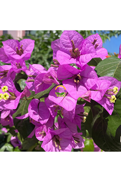 FİDAN SEPETİM 2 Yaş Ada Begonvili Fidanı