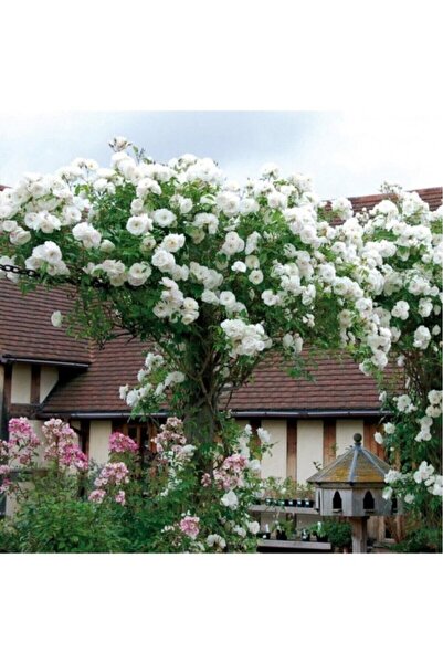 Floramut Yediveren Beyaz (Kokulu) Sarmaşık Gül Fidanı 10-20 cm