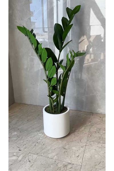 Generic Artificial Zamia Tree 82 cm