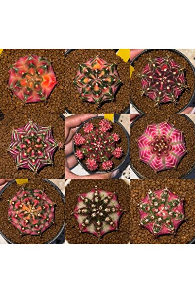 variegataseeds Gymnocalycium Variegata Karışık Tohum 30 Adet