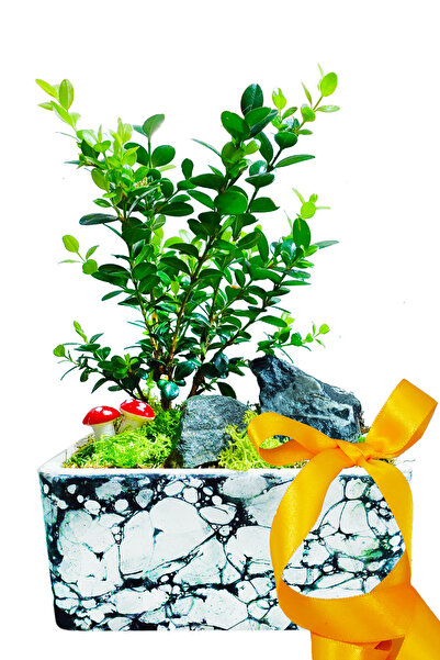 çiçekseli Bonsai Ağacı Buxus Bonsai Şimşir Mermer Desenlı Seramik Saksıda Can...