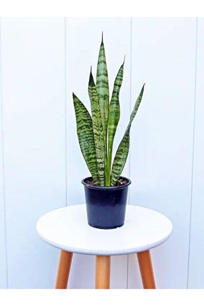 Gardenbox Paşa Kılıcı (Yeşil Kılıç) | Dolgun Yapraklı, 20-40cm Canlı Bitki