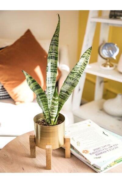 Bitkim Sende Canlı Bitki Yeşil Kılıç (Paşa Kılıcı) – 20-40 cm | Saksıda İç Me...