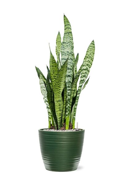 Nura Botanik Ofis ve Salonlar İçin Dekoratif Yeşil Kılıç (Paşa Kılıcı) Saaksı...