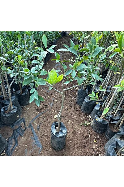 cox shine Mersin Bodur Yediveren Limon Fidanı 3 Yaş Limon Ağacı