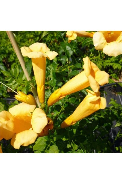Mimoza Sarı Acem Borusu Sarmaşık ( Borazan Çiçeği ) Fidanı