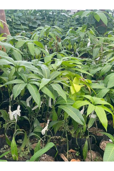 ZEYSEN TROPİKAL Tüplü Tropikal Egzotik Mango Fidanı