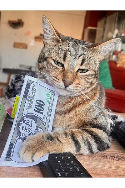 Miyav 3-Piece Plush Cat Toy Set with Sound - Rustling Dollar, Rattle Money Bag, Feathered Cigar