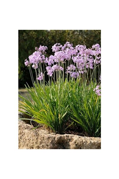 The Best Online Thebestonline Tulbaghia Violacea Sarımsak Çiçeği Saksıda