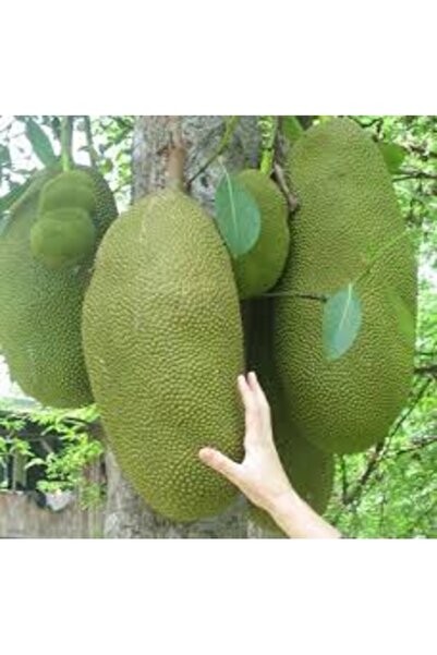 Köy Tohumları 1 Adet Tohum Tropikal Jack Fruit Meyvesi Tohumu Organik Jak Mey...