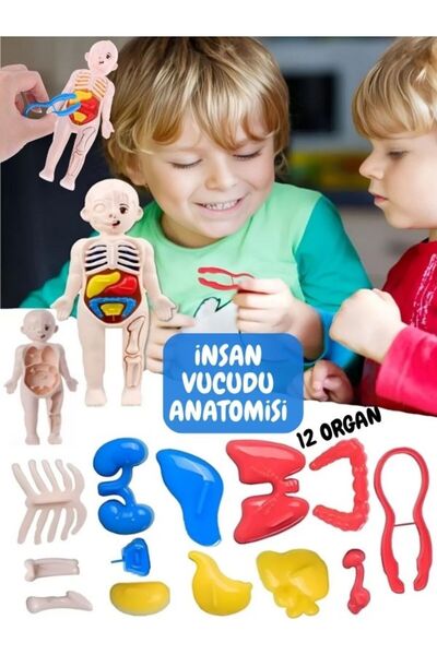 gnsstore Eğitici Oyuncak İnsan Vücudu Anatomisi Organ Bulmaca Puzzle Bultak Y...