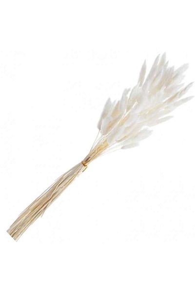 OEM flori stabilizate, Lagurus, 50 tulpini, 60 cm, albe