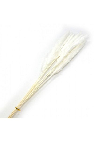 OEM Flori naturale stabilizate, buchet 10 fire, pampas, 80 cm, alb