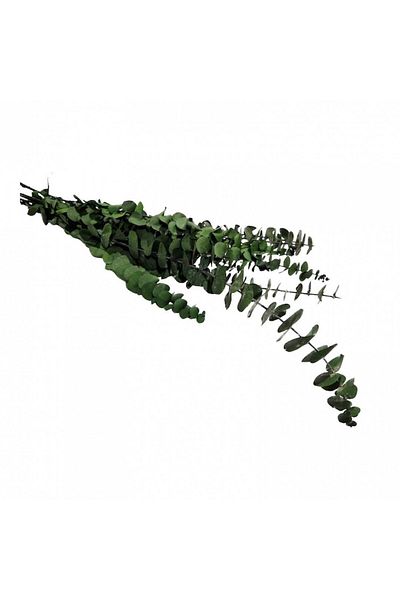 OEM Flori naturale stabilizate, eucalipt, 10 fire, 70 cm, verde