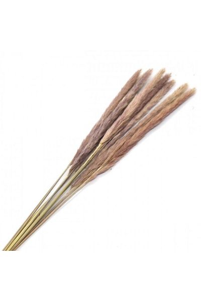 OEM Flori naturale stabilizate, buchet 10 fire, pampas, 80 cm, natur