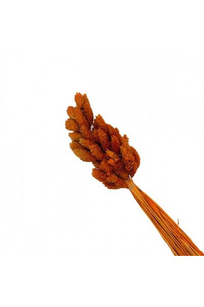 OEM Flori Stabilizate, Buchet 50 Tulpini Individuale, Phalaris, 70 cm, Maro