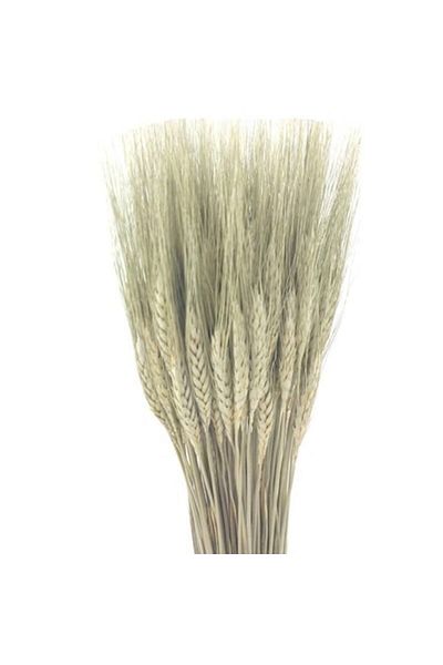 OEM Flori stabilizate, Spike de grâu, 50 de tulpini, 70 cm,