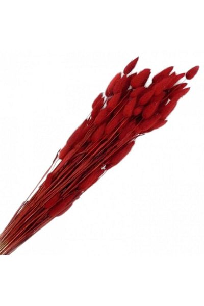 OEM Flori naturale stabilizate, lagurus, 50 fire, 60 cm, grena