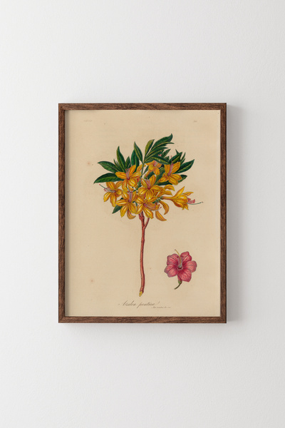 epiqart Azalea pontica - Cadru cu model din lemn