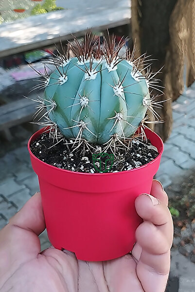 Toptan Kaktüs Melocactus Azureus (Mavi Kaktüs) Nadir Renkli Kaktüs