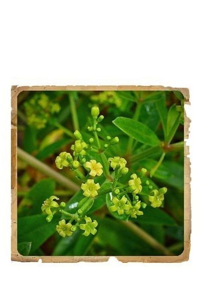 Le Erbe di Janas Manjistha Pudra Ayurvedic Herbal Medicine for Skin, Hair, Hair, Hair, Hair, Skin ...