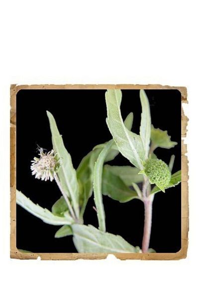 Le Erbe di Janas Bhringraj (Maka) Pudra Ayurvedica Le Erbe di Janas 100gr
