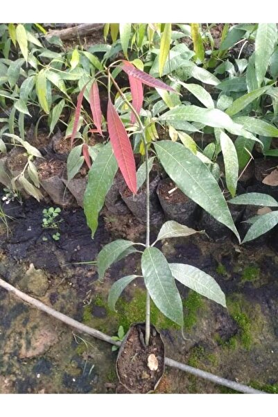 cox shine Mersin Aşı Istemeyen Mango Fidanı 60-80 Cm