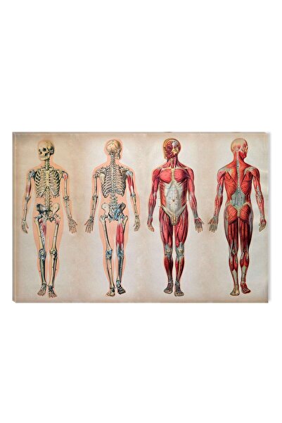 startonight Tablou DualView Startonight Anatomie II, 80 x 120 cm