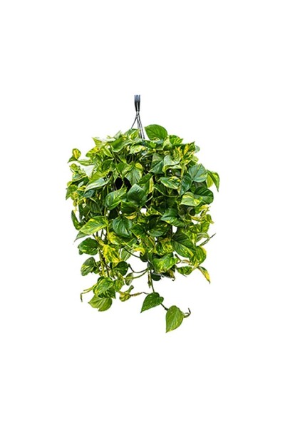 Mimoza Patos Pothos Sarmaşığı Ev Salon Ve Ofis Sarmaşığı 10-20 cm