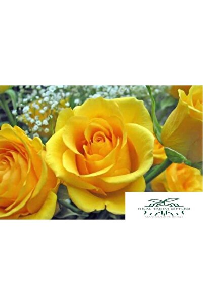 HİLAL TARIM ÇİFTLİĞİ Yediveren Sarı Gül Fidanı tüplü