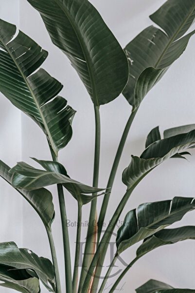 HK BOTANİK Starliçe Cennet Kuşu Çiçeği - Strelitzia Ev Bitkisi 5 Kök Canlı Salon & Ofis Bitkisi (180-200 cm)