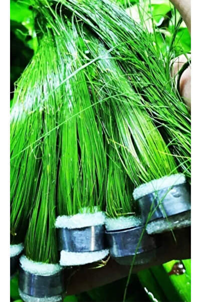 WOOF Dev Parvula Arka Plan Akvaryum Bitkisi Eleocharis Vivipara Canlı Bitki 1 Bağ