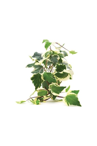 Mimoza Alacalı Orman Kaya Sarmaşığı (Hedera Helix) Fidanı 10-20 cm