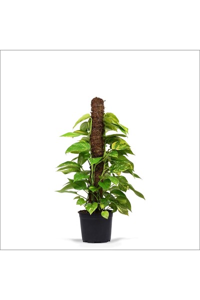 Mimoza Pothos Salon Sarmaşığı Fidanı 10-20 cm