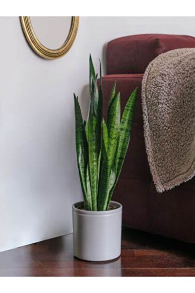 Gardenbox İç Mekan Uyumlu Yeşil Kılıç (Paşa Kılıcı) – 20-40 cm | Saksıda Canlı Bitki