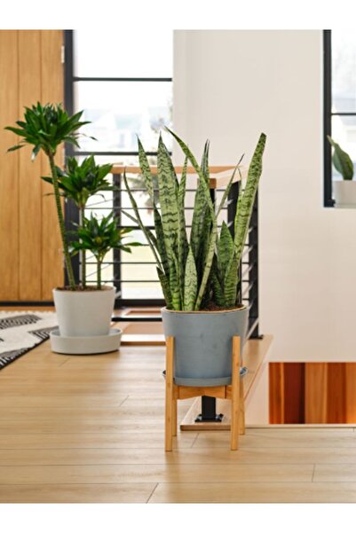 Nura Botanik Yeşil Kılıç - Paşa Kılıcı Dolgun Formlu İç Mekan Çiçeği | 20-40 cm