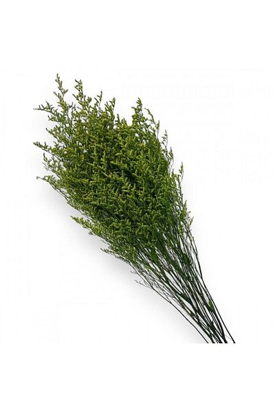 OEM Stabilized Flowers, Statice, 80 cm, Green