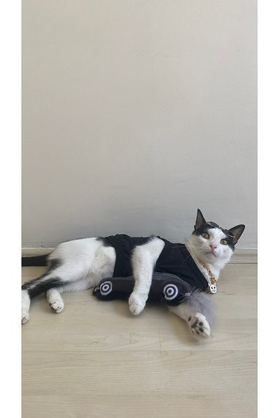 Miyav Plush Car Cat Toy Rustling Sound and Feathered Cat Toy