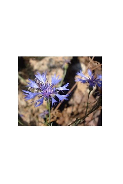DVD Lokman Aktar St. John's Wort Blue St. John's Wort 50 G, Lokman Aktar