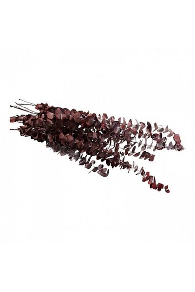 OEM Flori naturale stabilizate, eucalipt, 10 fire, 70 cm, bordo