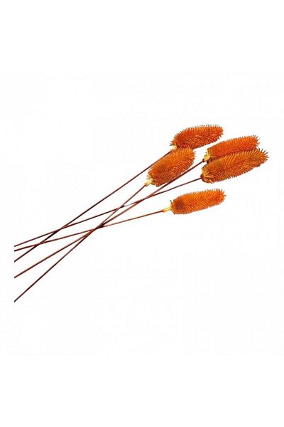 OEM Flori naturale stabilizate, dipsacus scai, 5 fire, 50 cm, portocaliu