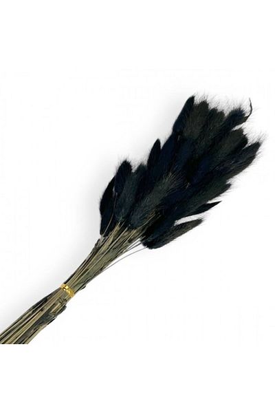 OEM Flori stabilizate, Lagurus, 50 tulpini, 60 cm, Negre