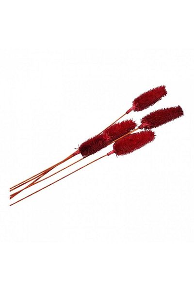 OEM Flori naturale stabilizate, dipsacus scai, 5 fire, 50 cm, rosu