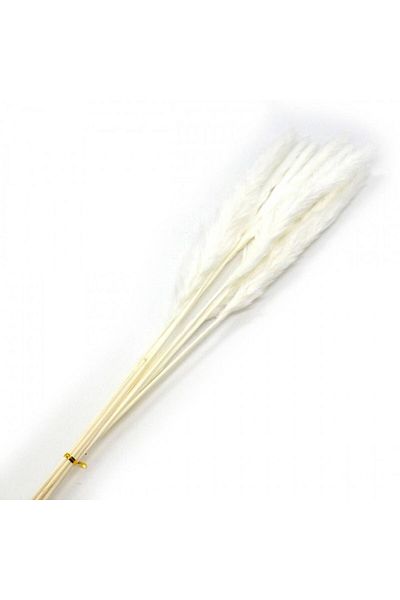 OEM Flori naturale stabilizate, buchet 10 fire, pampas, 80 cm, alb
